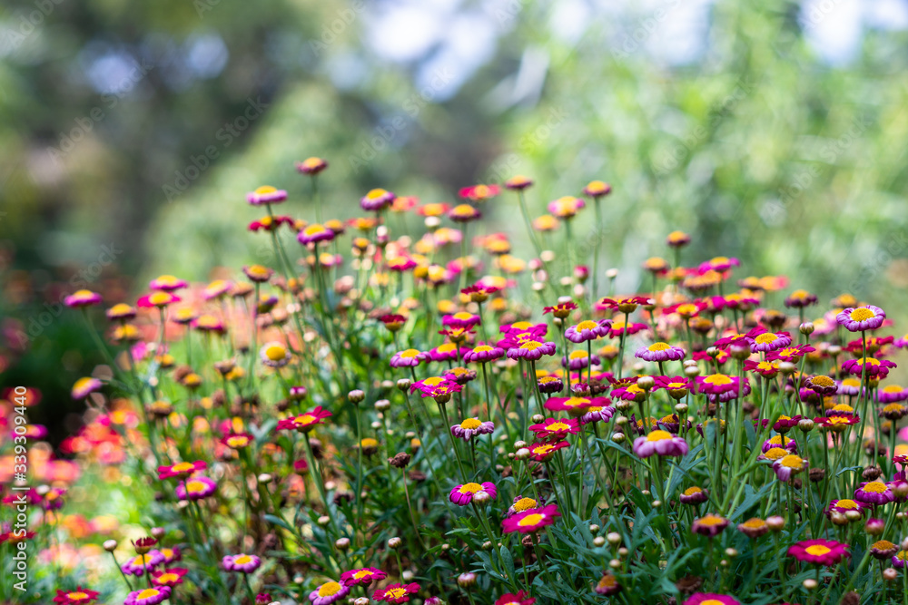 beautiful little flowers of many colors