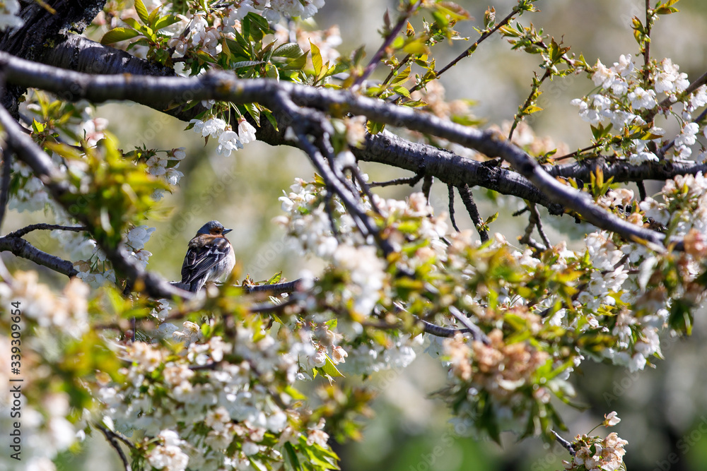 Vogel im Baum