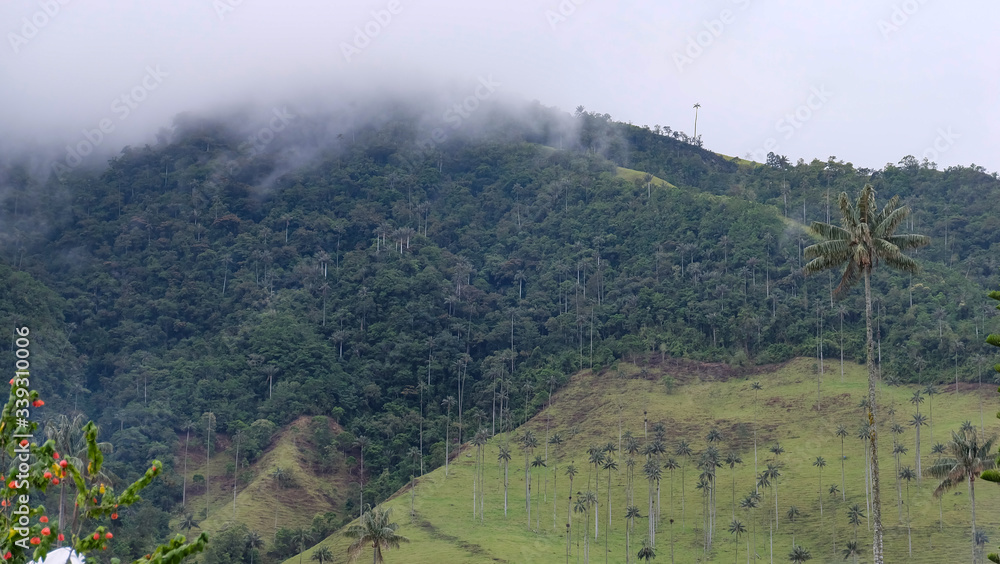 Wax palm in the Cocora Valley of Quindío Colombia
