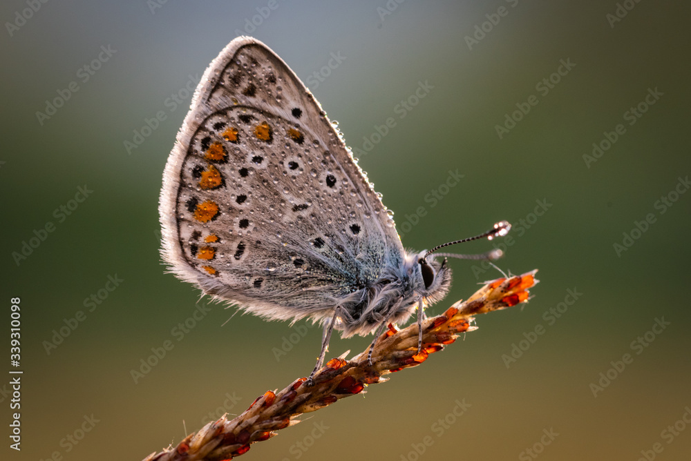 custom made wallpaper toronto digitalaracnidi e insetti in macro fotografia