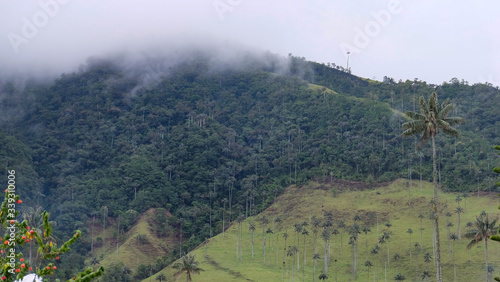 Obraz na płótnie Wax palm in the Cocora Valley of Quindío Colombia w salonie