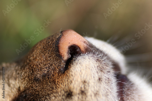 R    owy nos burego kota makro