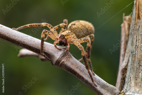 aracnidi e insetti in macro fotografia