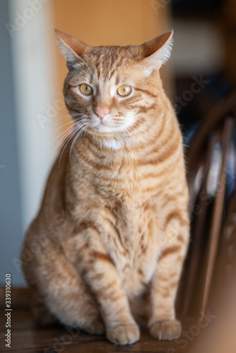 Orange striped Tabby Cat with cute face and reflective eyes looking up while sitting posed on the dining room table. © motionshooter