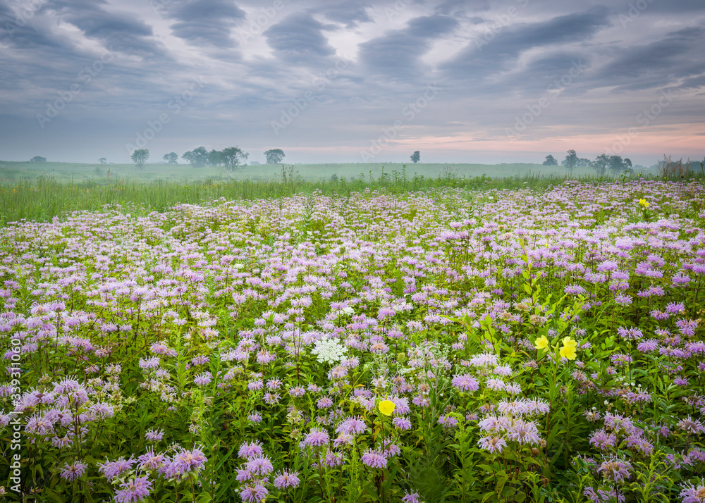 Wave clouds drifting over a Midwest prairie of blooming bergamot blooming native summer wildflowers.