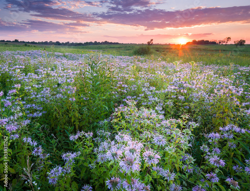 A summer sunset sky over a Midwest prairie full of blooming wild bergamot native wildflowers.