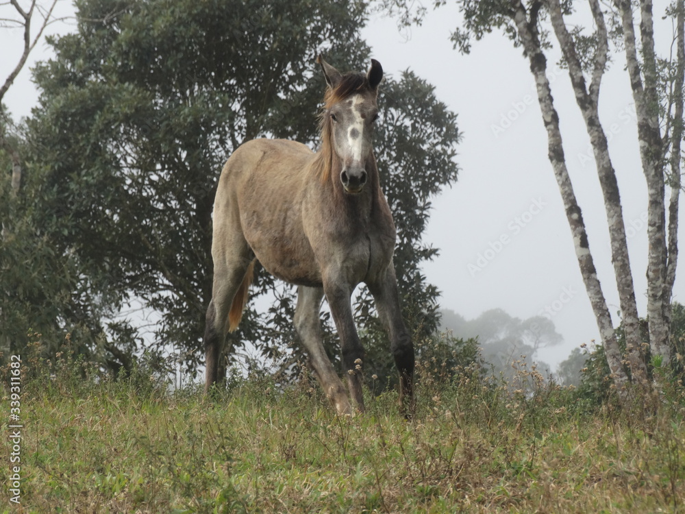Naklejka premium horse standing