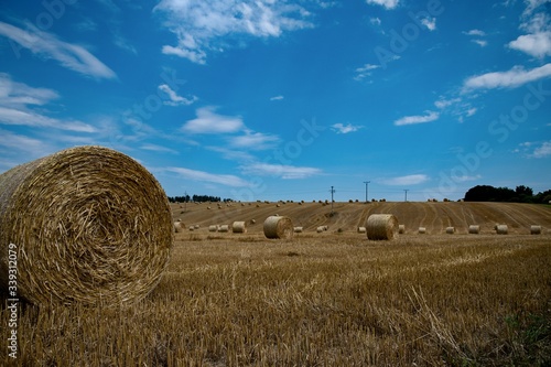 hay bales in the field