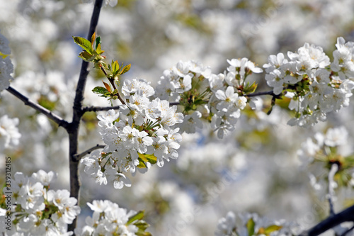 Kirschblüte - blühende Traubenkirsche (Prunus padus)
flowering bird cherry  (Prunus padus) photo