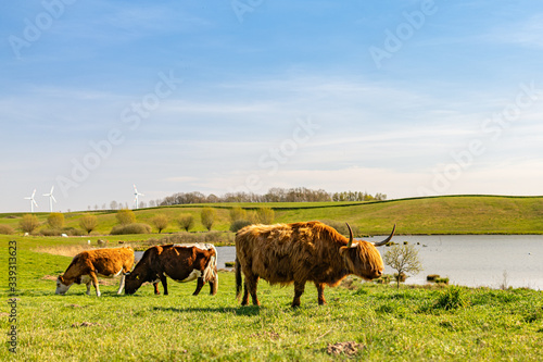 longhorn cow in field in front of lake