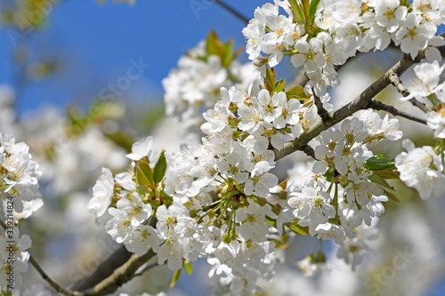 Kirschblüte - blühende Traubenkirsche (Prunus padus)
flowering bird cherry  (Prunus padus) photo