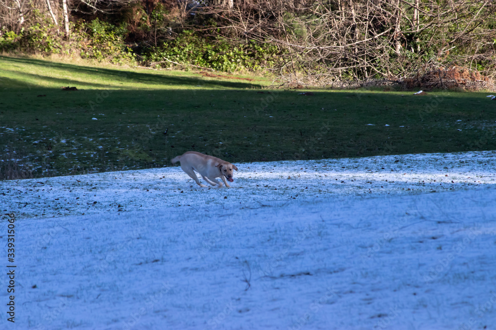 a happy golden labrador running through snow a happy golden labrador running through snow