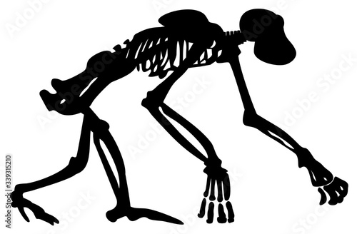  silhouette skeleton chimpanzee  vector