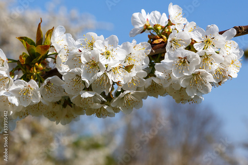 Cherry blossom (Prunus avium) 