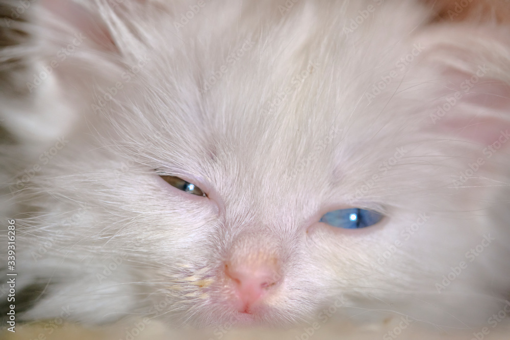 kitten with a runny nose and with heterochromia white kitten with a runny nose and with heterochromia white