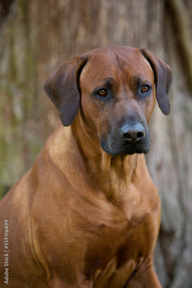 Brown dog Rhodesian Ridgeback portrait on brown background