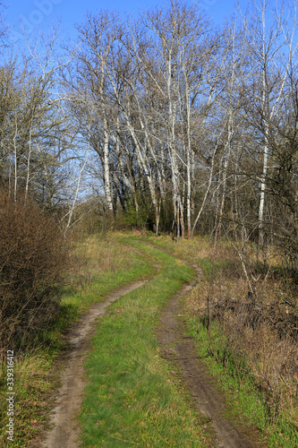 rut road in sprin forest