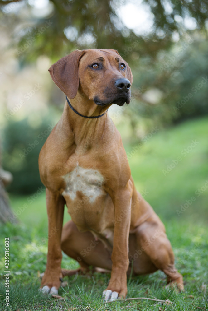 brown dog Rhodesian ridgeback portrait on green background 