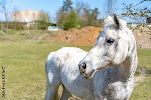 white horse on pasture on farm in nature © edojob