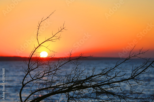leafless tree brunch on sunset sky background