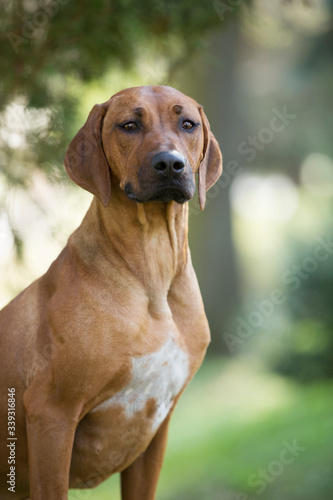 brown dog Rhodesian ridgeback portrait on green background 