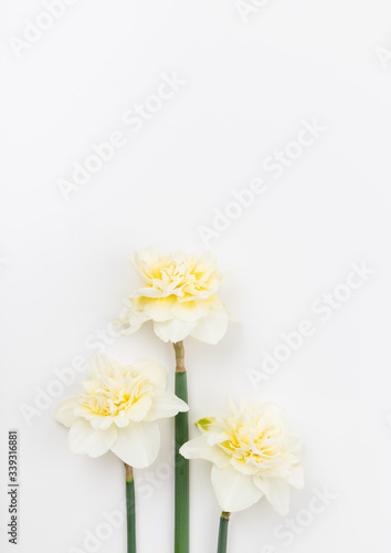 Fresh Daffodil Flowers on White Background with Extra Space for Text