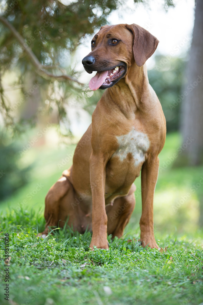 brown dog Rhodesian ridgeback portrait on green background brown dog Rhodesian ridgeback portrait on green background