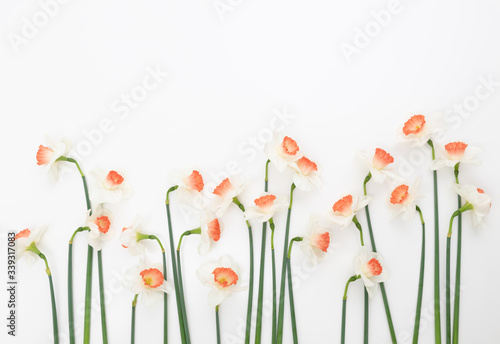 Beautiful Freshly Picked Daffodils on White Background