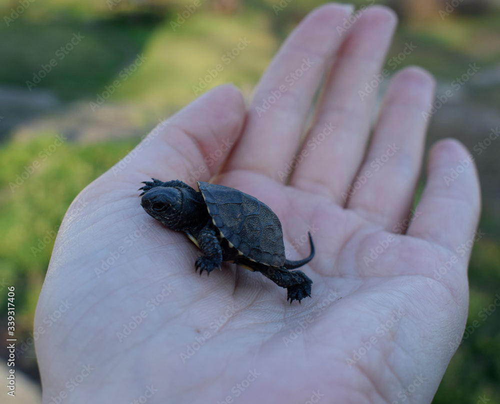 Very small beautiful turtle in the hand. Wildlife. Newborn turtle.