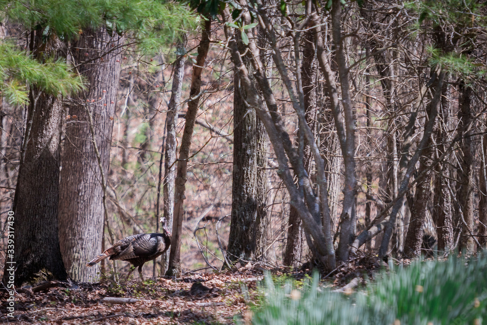 A female wild turkey walking through the woods looking at the camera. Female wild turkeys are called hens.