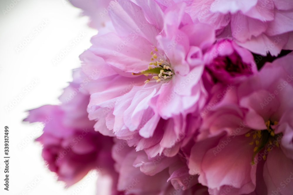 Obraz premium Pretty pink flowers burst into bloom, japanese flowering cherry Prunus serrulata, flowers of fruiting trees, early source of pollen and nectar for bees and other pollinators, copy space photo