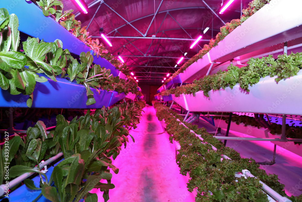 Growing plants aeroponics. Unique production of greenery and plants