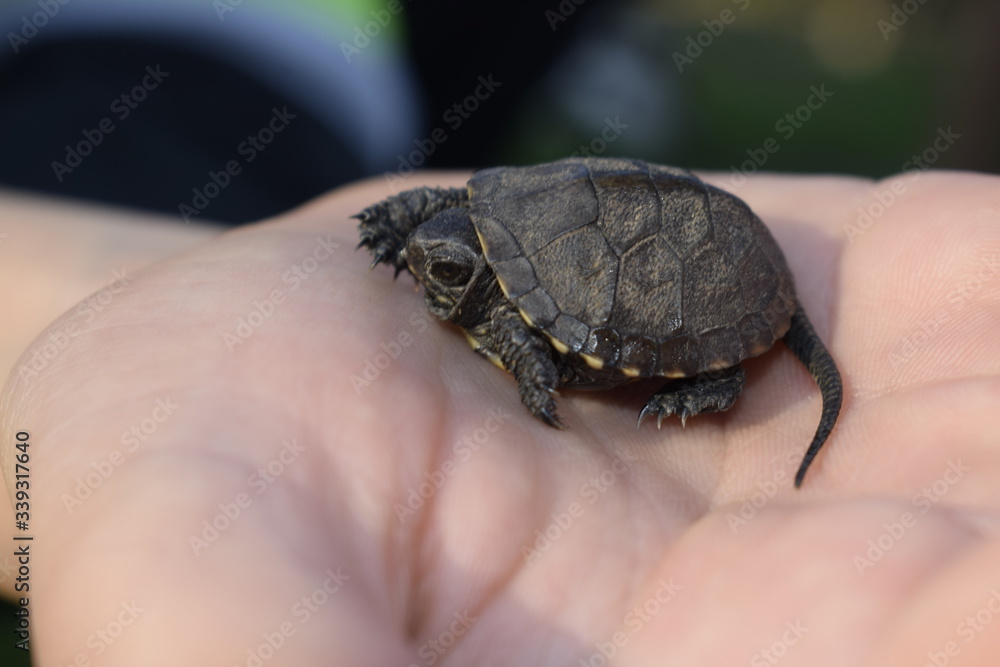 Very small beautiful turtle in the hand. Wildlife. Newborn turtle. Very small beautiful turtle in the hand. Wildlife. Newborn turtle.