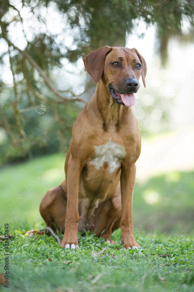 brown dog Rhodesian ridgeback portrait on green background brown dog Rhodesian ridgeback portrait on green background