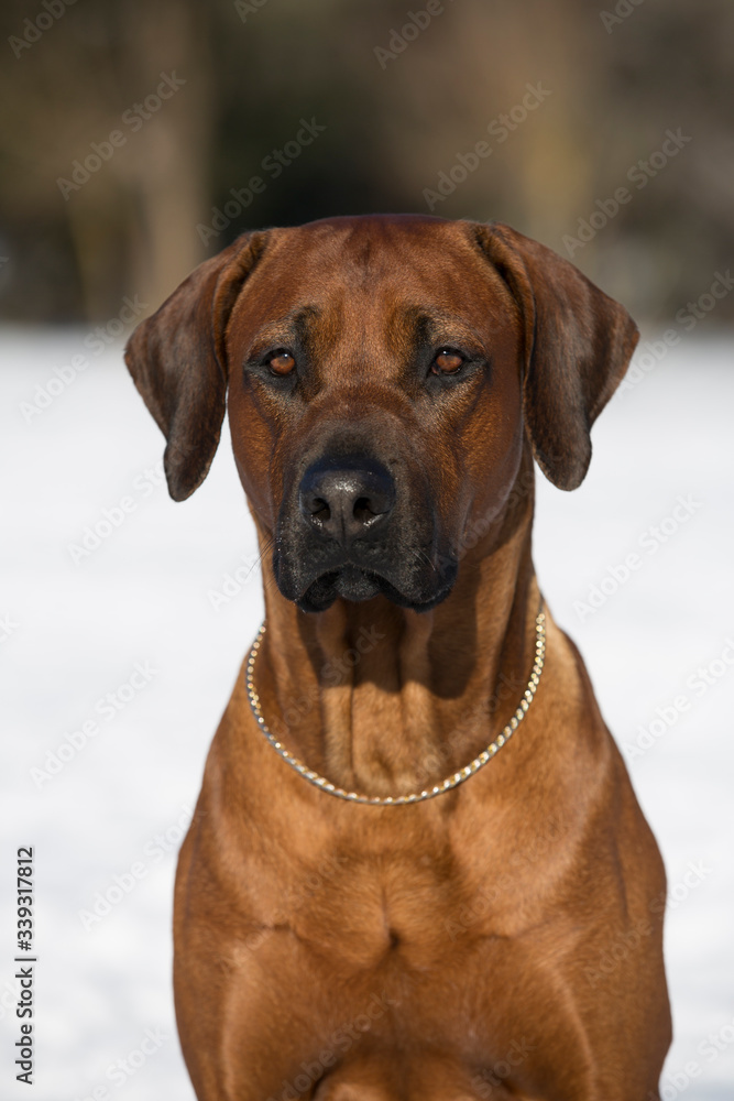 Brown dog Rhodesian Ridgeback winter portrait with Snow White background Brown dog Rhodesian Ridgeback winter portrait with Snow White background