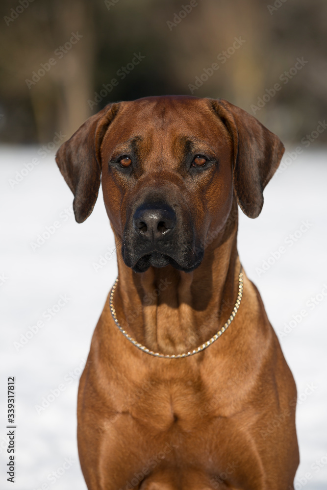 Brown dog Rhodesian Ridgeback winter portrait with Snow White background 