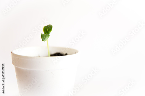 A cucumber seedling in a styrofoam cup on a white background. Seeds are often planted indoors to start them before planting in a garden.