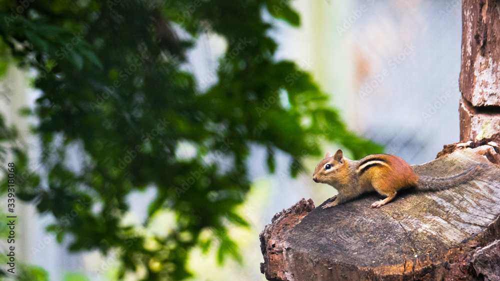 chipmunk on a tree trunk