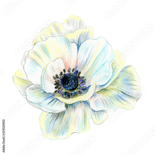 White anemone flower isolated.