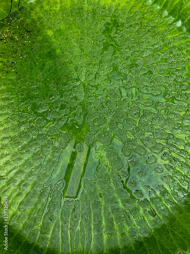  close up of fresh green big waterlily leaf with drops of water