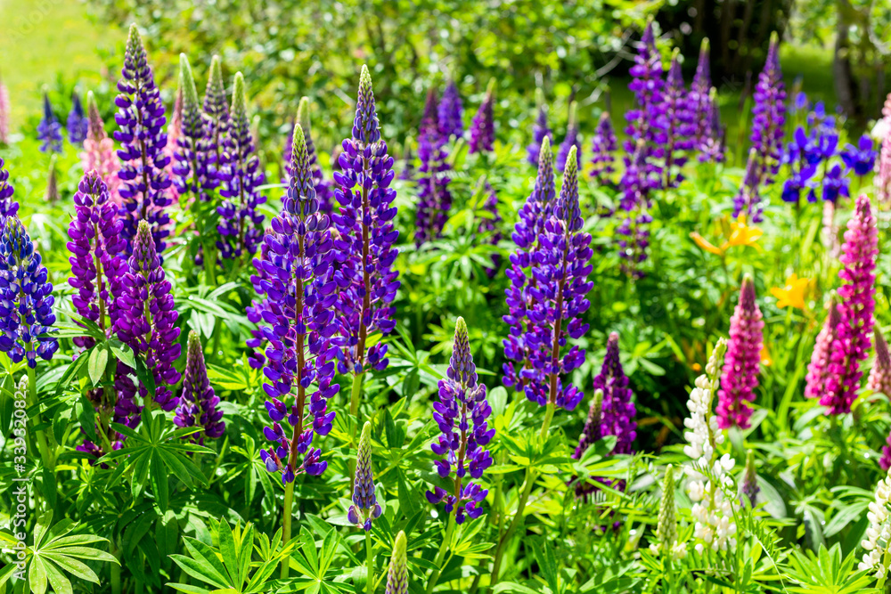 Vibrant lupins blooming in the home garden. Vibrant lupins blooming in the home garden.