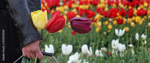 Ragazza in un campo di tulipani colorati nella campagna in Olanda photo