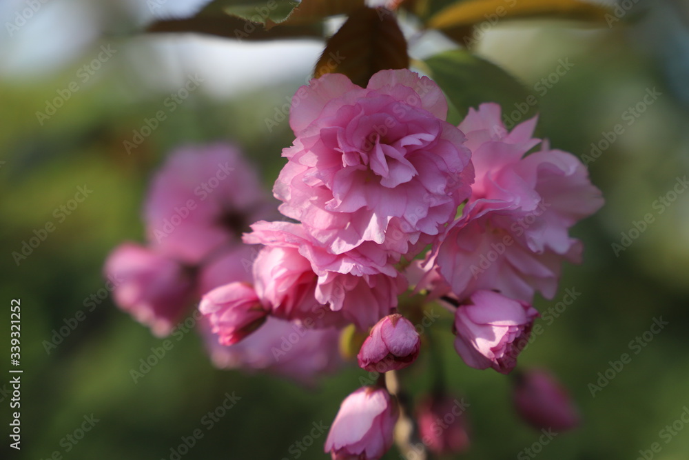Fototapeta premium paysage de printemps cerisier du japon en fleurs