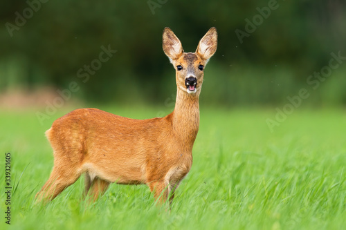 Adorable roe deer, capreolus capreolus, chewing and standing in tall green grass on a vivid pasture. Curios female mammal smiling in summer nature. Seasonal wildlife scenery with juvenile herbivore.