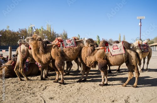 Camel Herd Tour