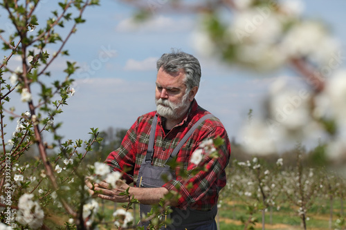 Agronomist or farmer examining blooming cherry trees in orchard