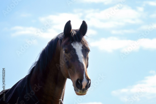 Portrait of a brown horse looking to the camera in a blue cloudy sky © Cristina