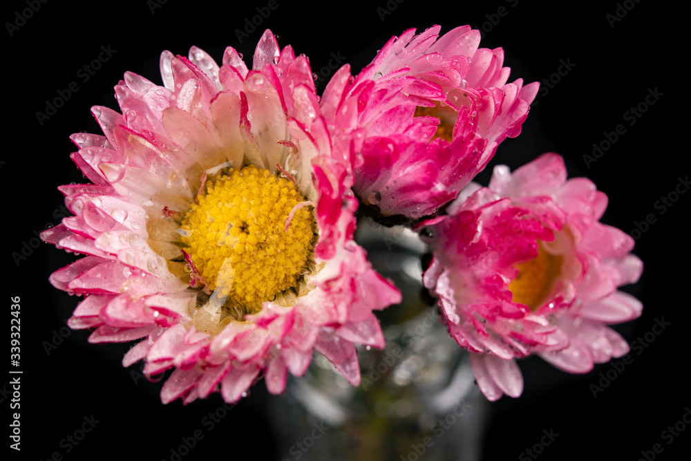 Wet little daisy in a glass vase. Beautiful small flowers picked in the home garden. Wet little daisy in a glass vase. Beautiful small flowers picked in the home garden.