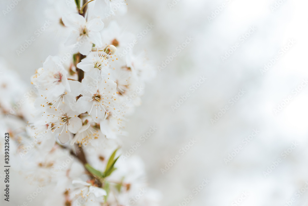 White cherry blossoms in spring sun with tender bokeh White cherry blossoms in spring sun with tender bokeh