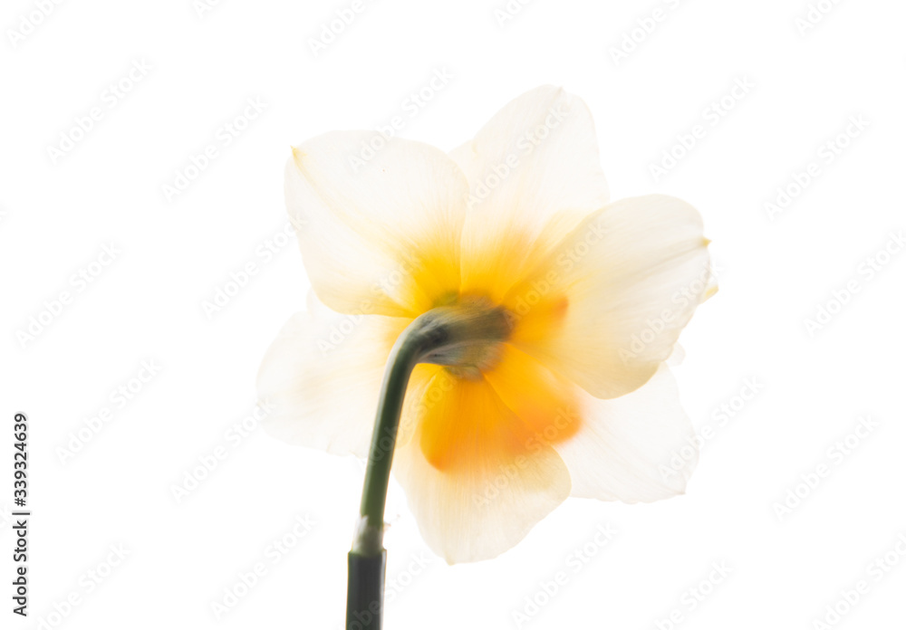 Fototapeta premium Beautiful Freshly Picked Daffodils on White Background